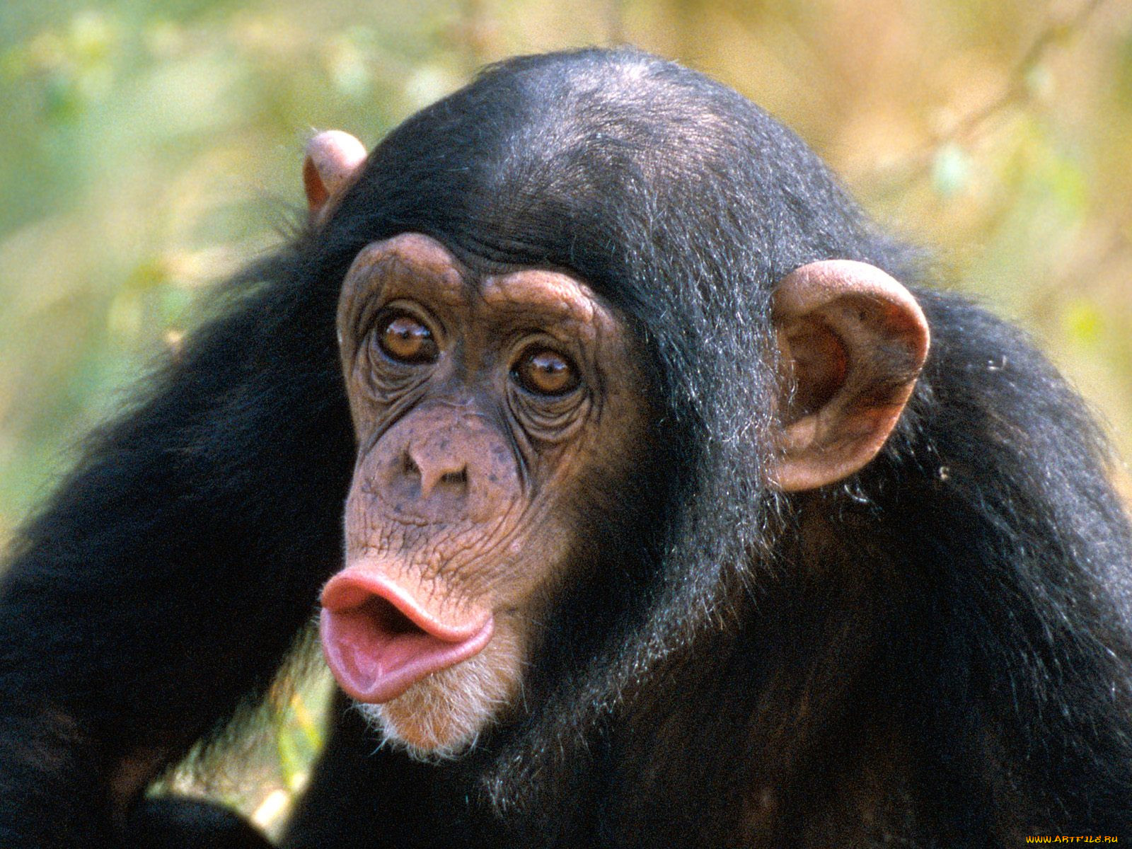 pucker, up, , 